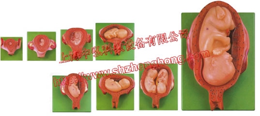 中弘 高級妊娠胚胎發育過程模型 ZH-32008