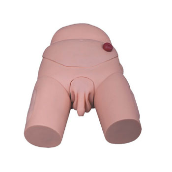  高級男性導尿模型 KAR/D3