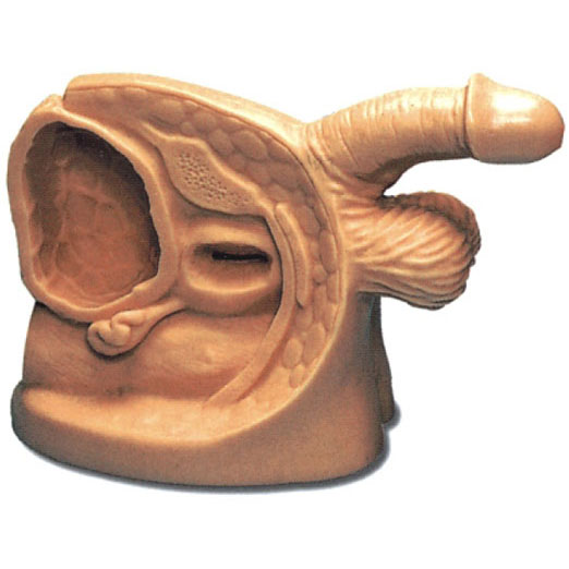  高級男性導(dǎo)尿外生殖器模型 KAS-A1
