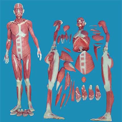  人體全身肌肉解剖模型KAR/11302-1