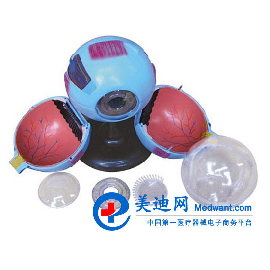 益聯  眼結構放大模型  YLM2095