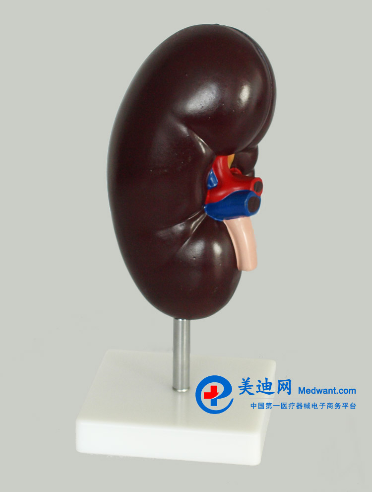 益聯  腎臟解剖模型  YLM/A310-2