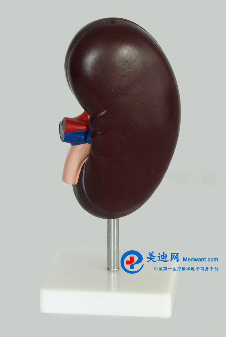 益聯  腎臟解剖模型  YLM/A310-2