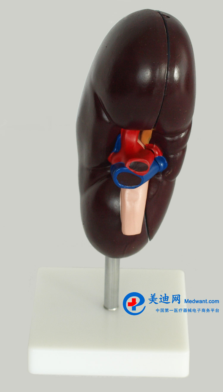 益聯  腎臟解剖模型  YLM/A310-2