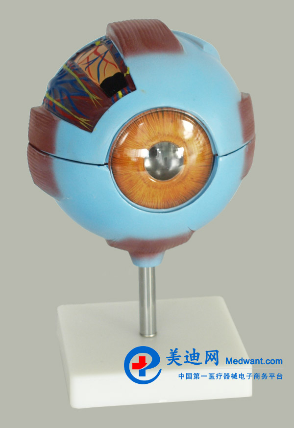 益聯  眼結構放大模型  YLM2095