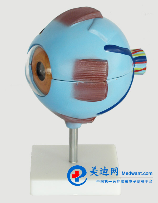 益聯  眼結構放大模型  YLM2095